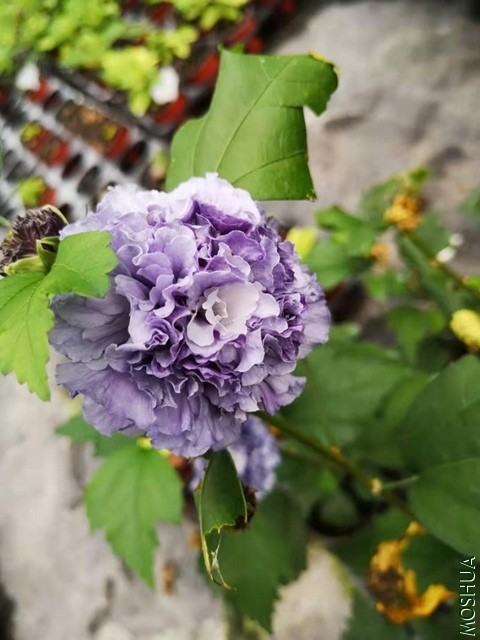 ΢��ͼƬ_20190917165828.jpg