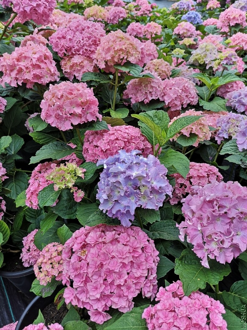 IMG_20190521_065955.jpg