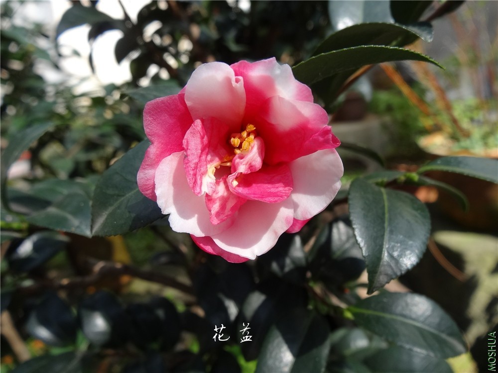 DSC04213.jpg