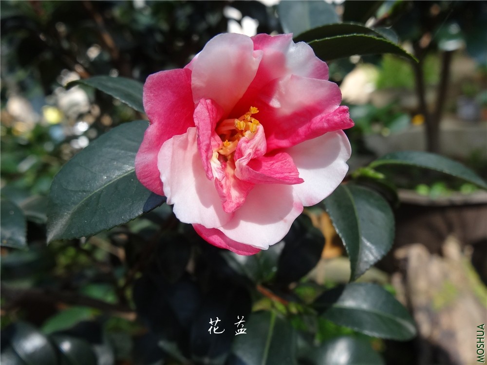 DSC04216.jpg