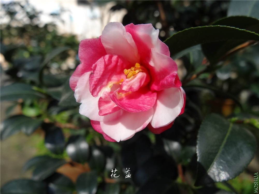 DSC04217.jpg