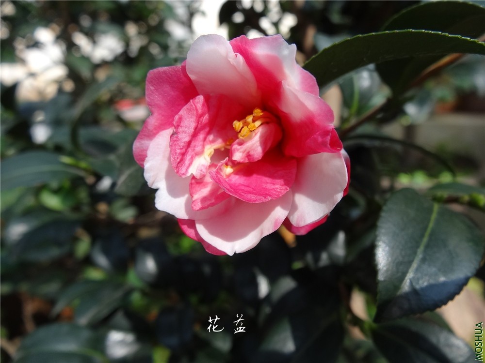 DSC04214.jpg