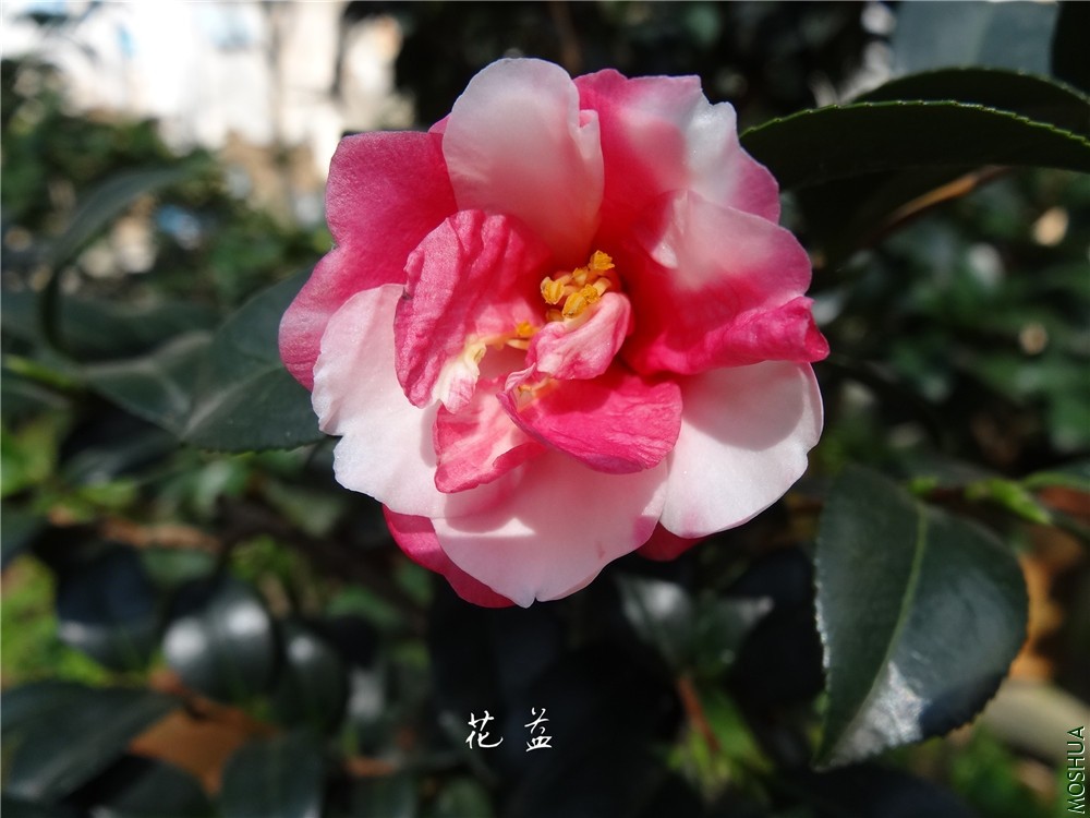 DSC04218.jpg