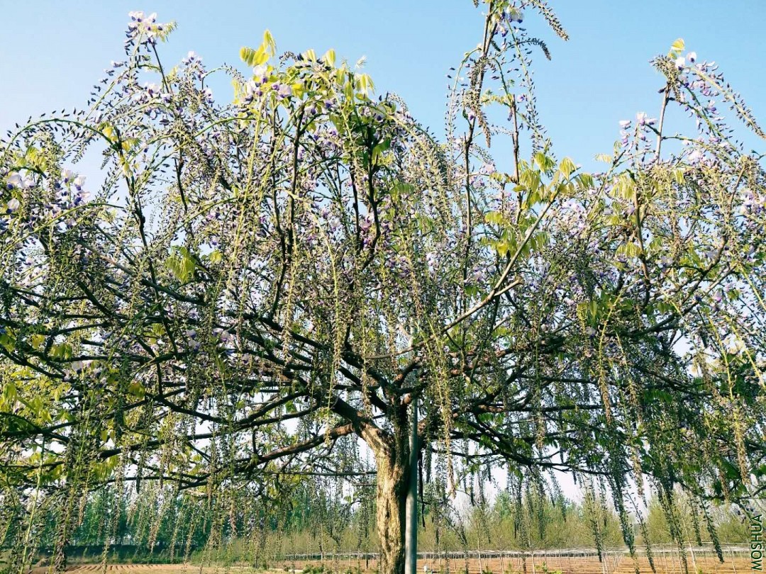 ΢��ͼƬ_20190917003914.jpg