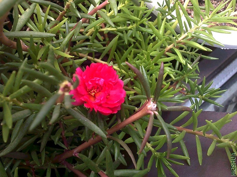 DSCF0002 (4)_����.jpg