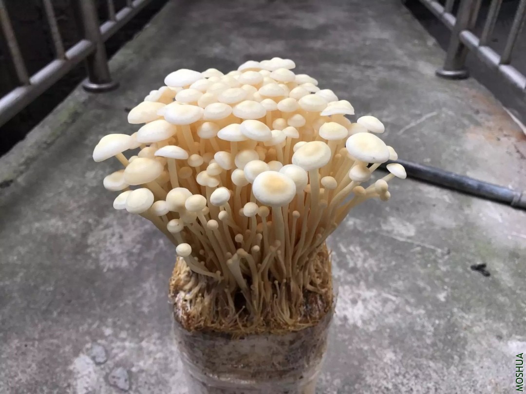 psb (9).jpg