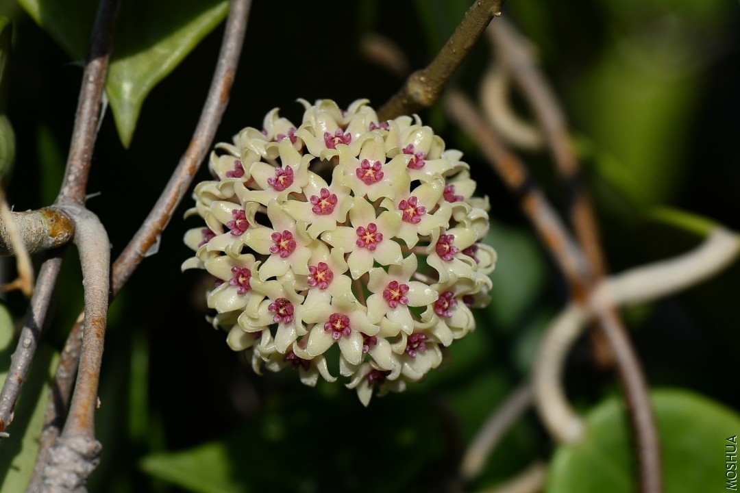 DSC_2090.JPG