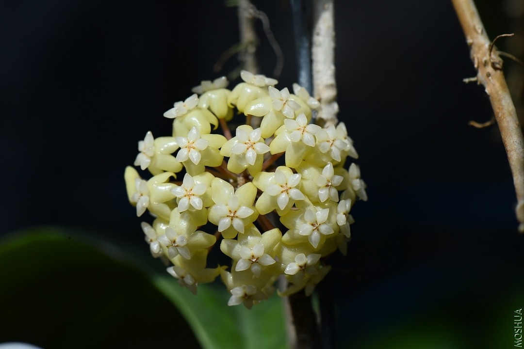 DSC_2411.JPG