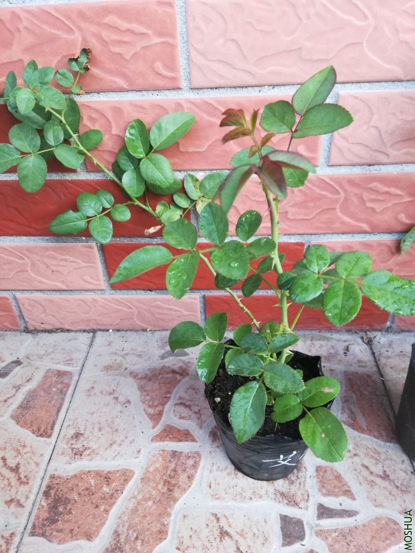QQͼƬ20190926084429.jpg