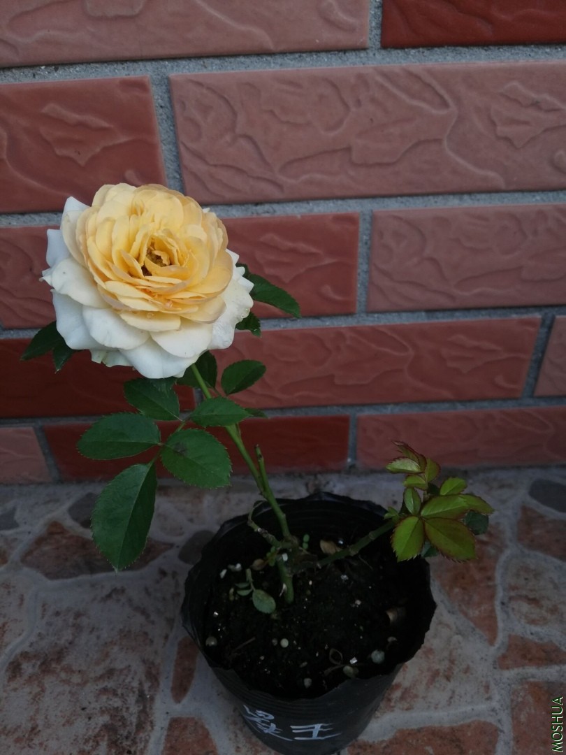 QQͼƬ20190926084443.jpg