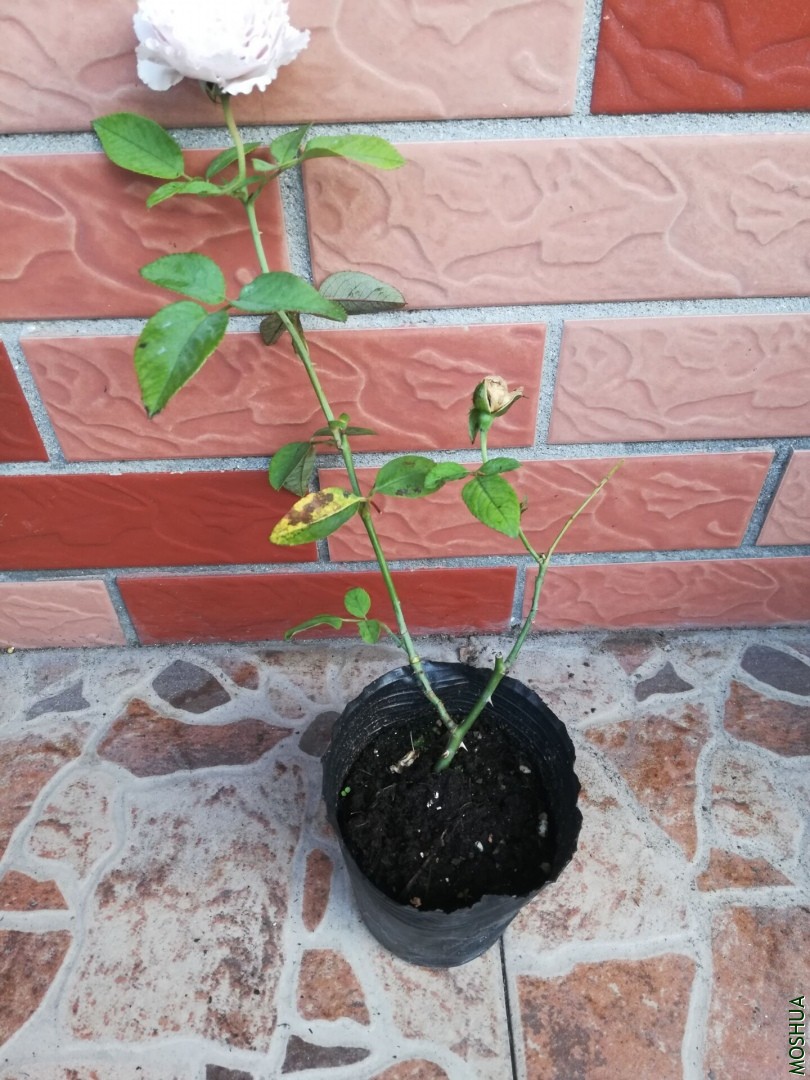 QQͼƬ20190926084448.jpg