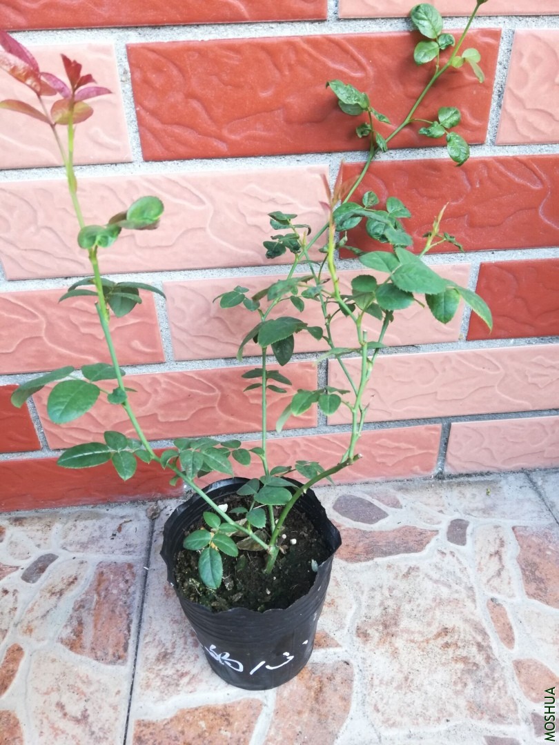 QQͼƬ20190926084517.jpg