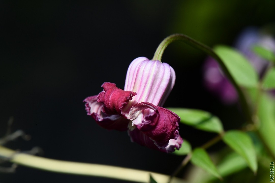 DSC_2571.JPG