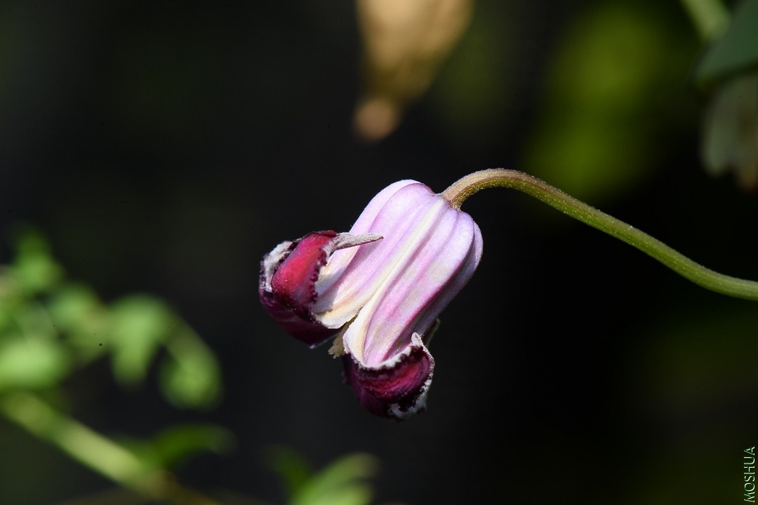 DSC_2557.JPG