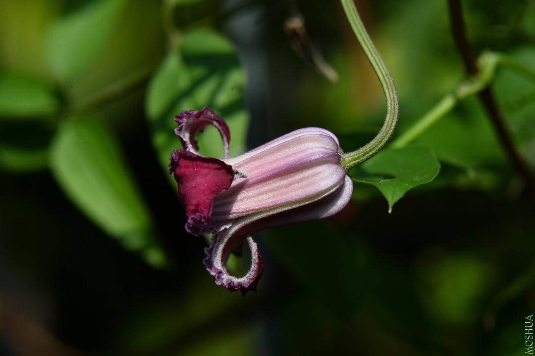 DSC_2562.JPG