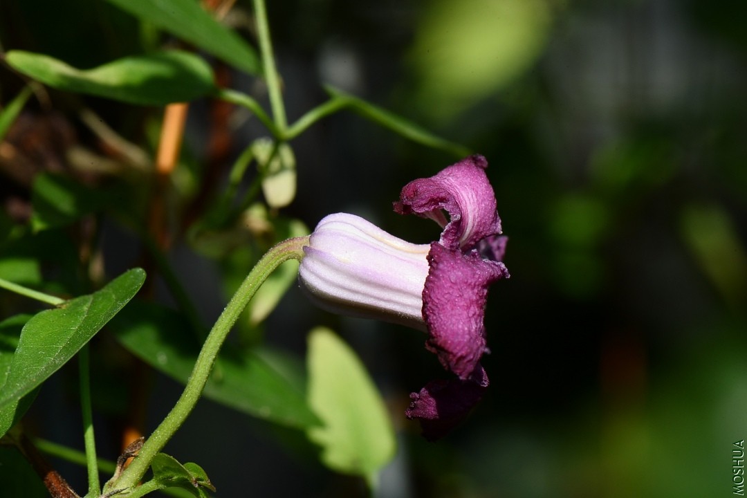 DSC_2910.JPG