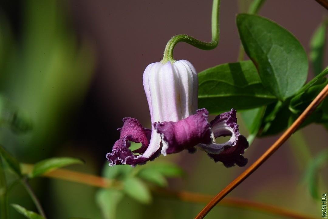 DSC_2918.JPG