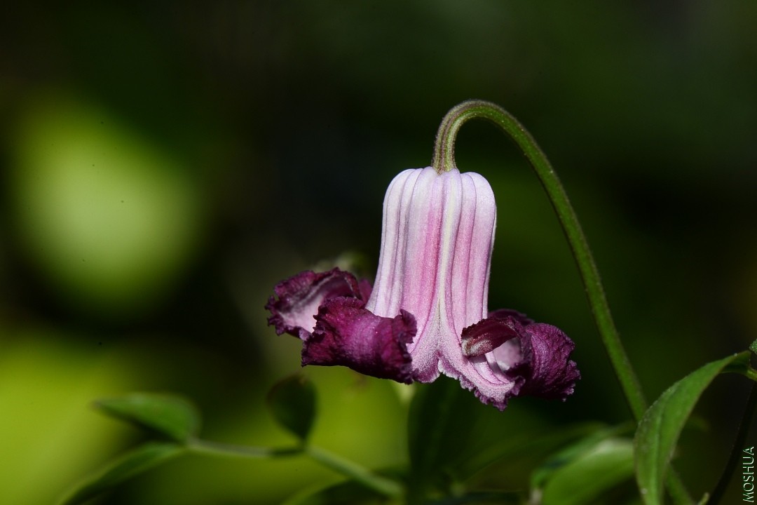 DSC_2922.JPG