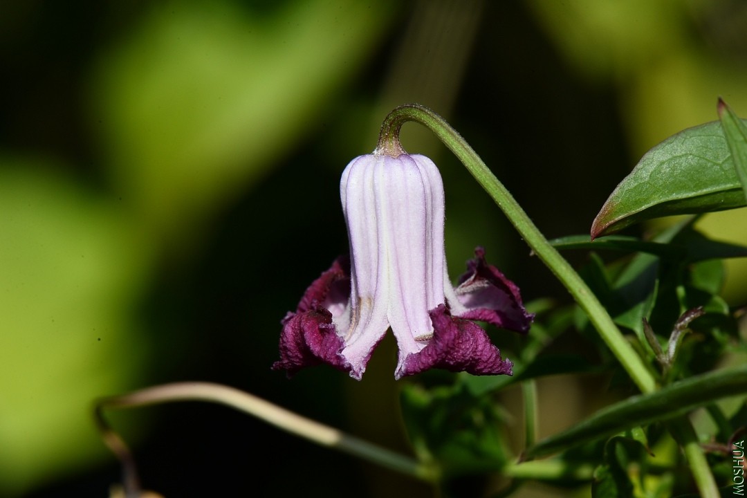 DSC_2932.JPG