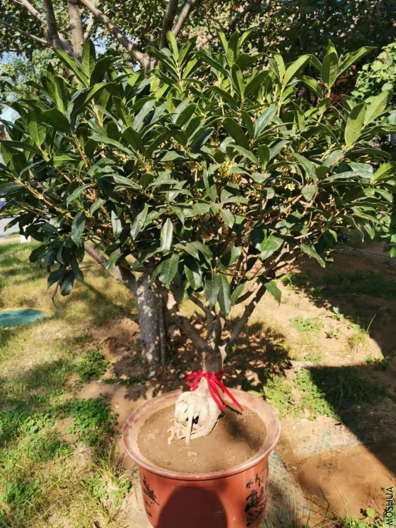 ΢��ͼƬ_20190930162617.jpg