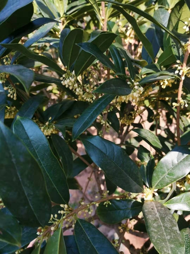 ΢��ͼƬ_20190930162620.jpg