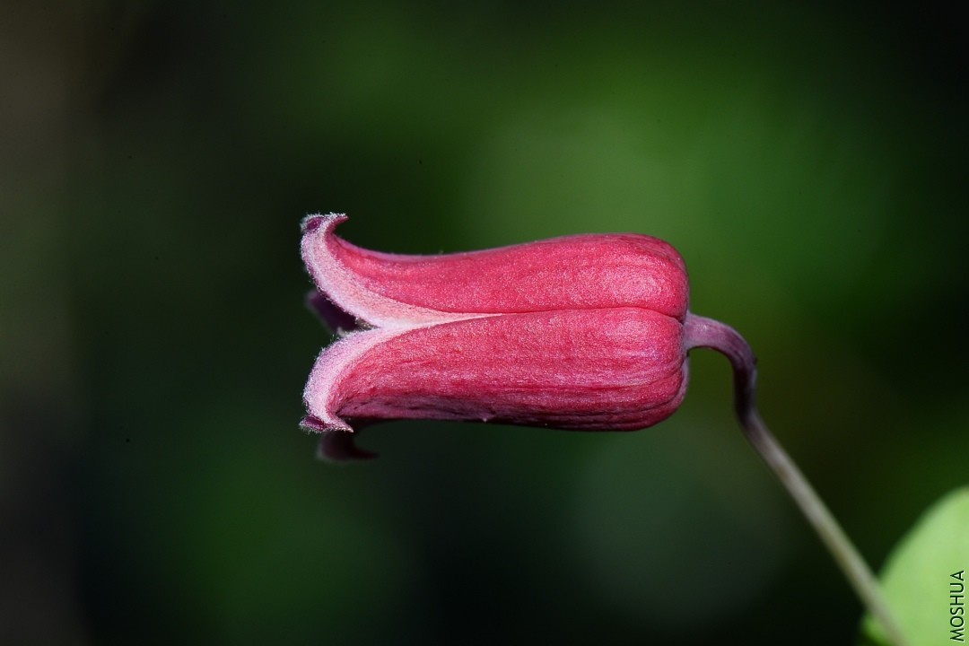 DSC_1299��ʹ���.JPG