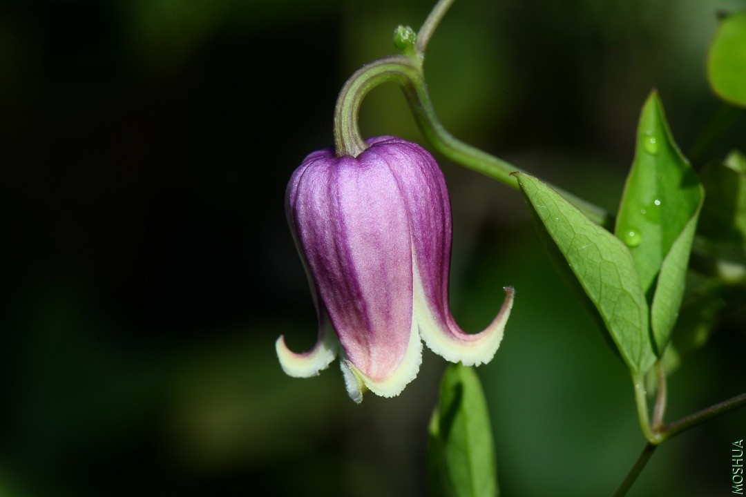 DSC_1589.JPG