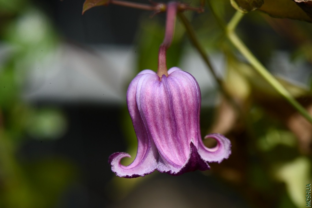 DSC_2440.JPG