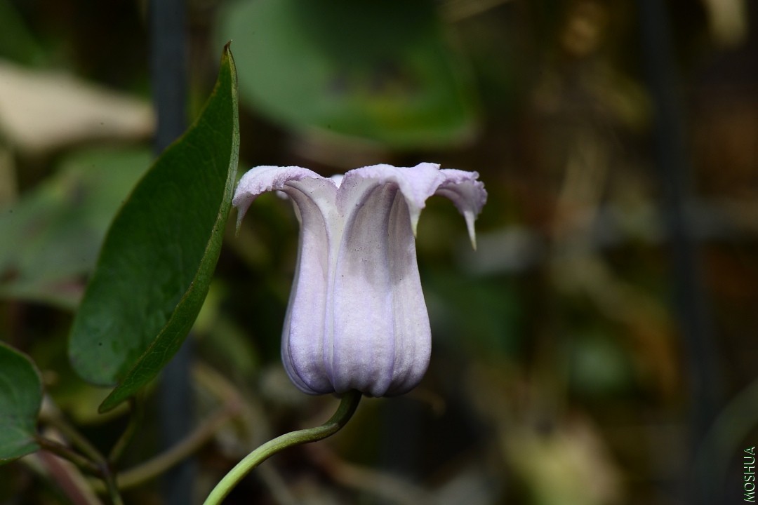 DSC_2453.JPG