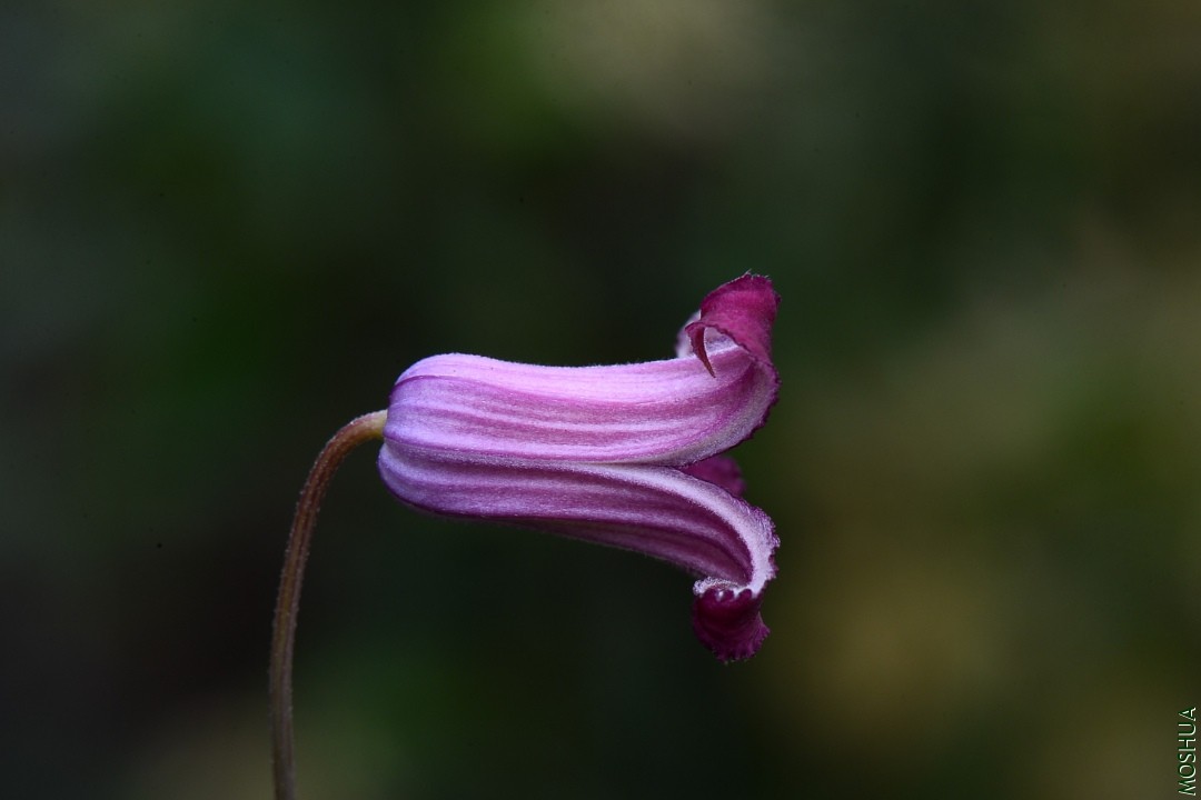DSC_2983ʯ��.JPG