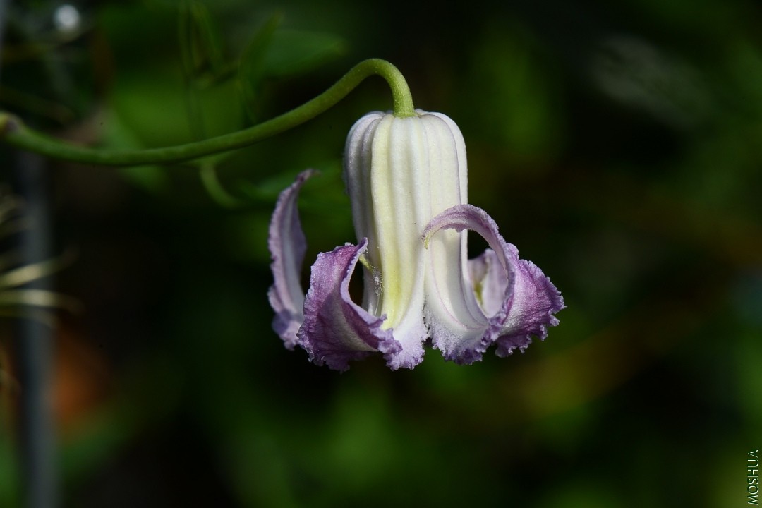 DSC_7961�ϴ�.JPG