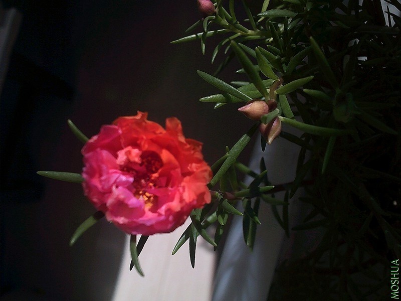 DSCF0001 (8)_����.jpg