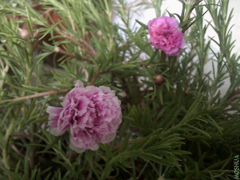 DSCF0004 (7)_����.jpg