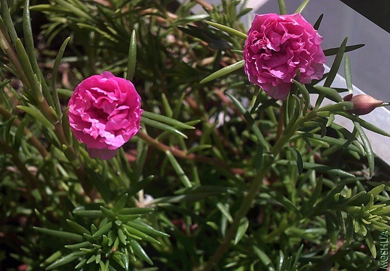 DSCF0004 (8)_����.jpg