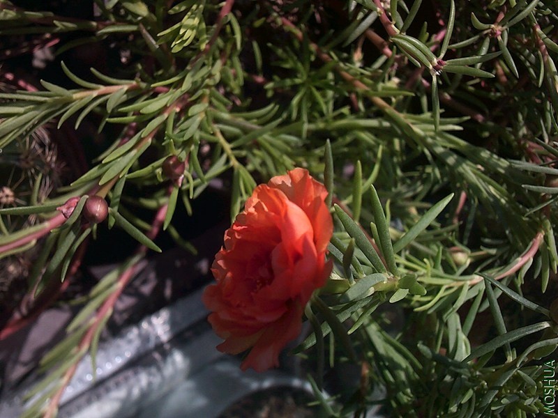DSCF0017_����.jpg