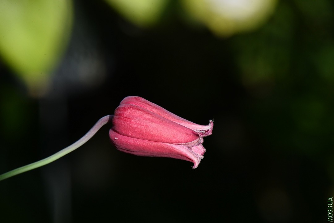 DSC_3533.JPG