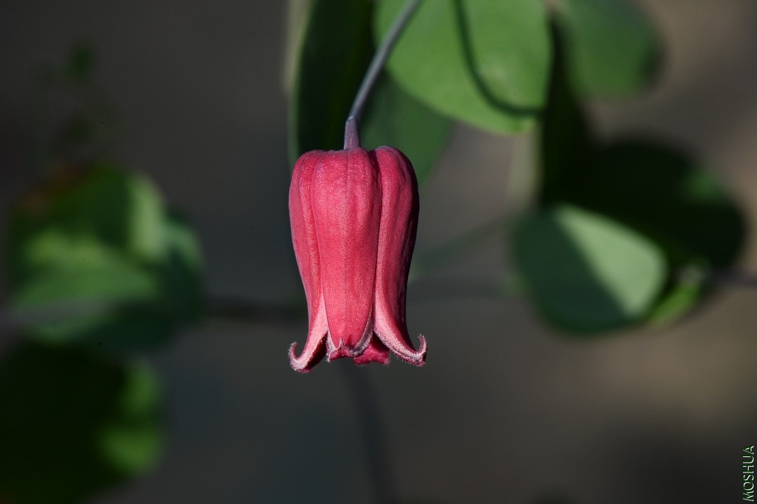 DSC_3520.JPG