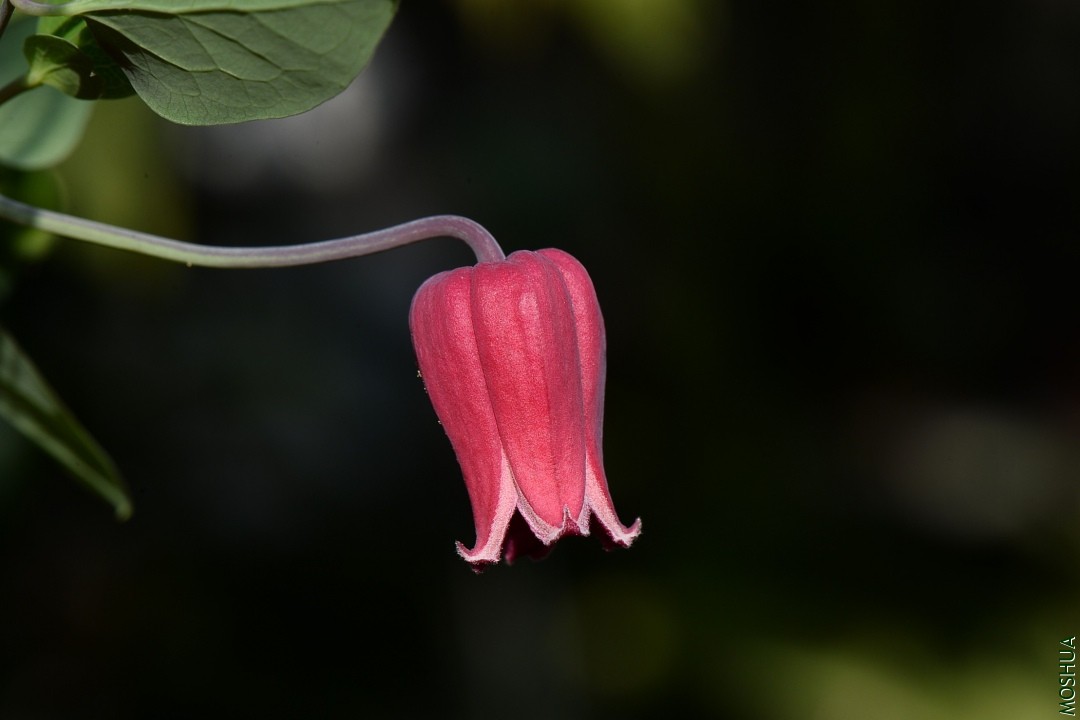 DSC_3531.JPG