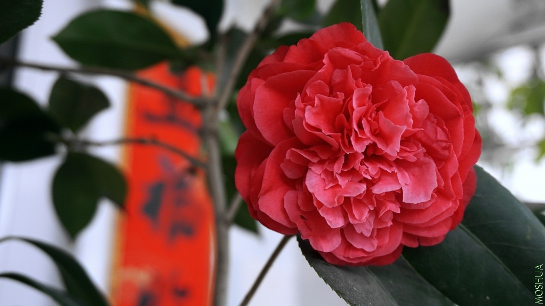 DSC06846.jpg