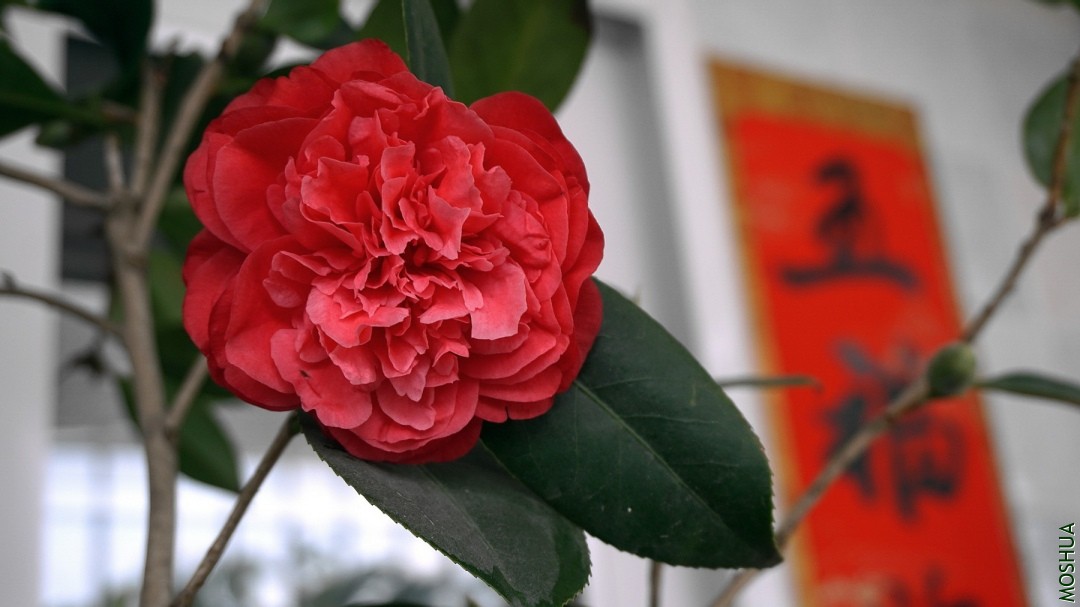 DSC06857.jpg
