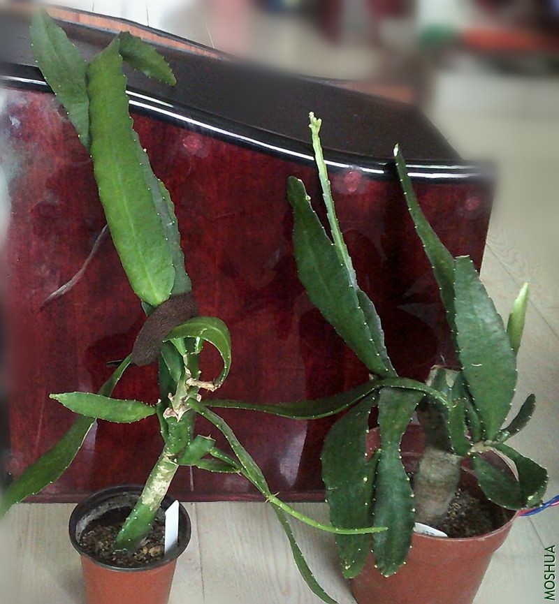 DSCF0009.JPG