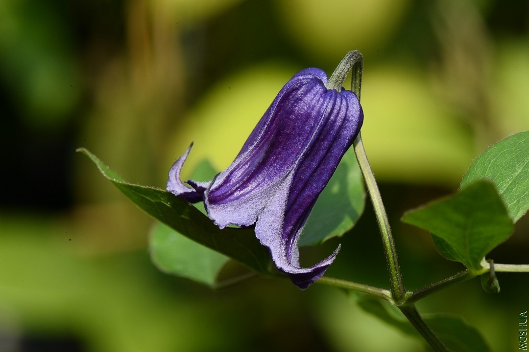 DSC_3809.JPG