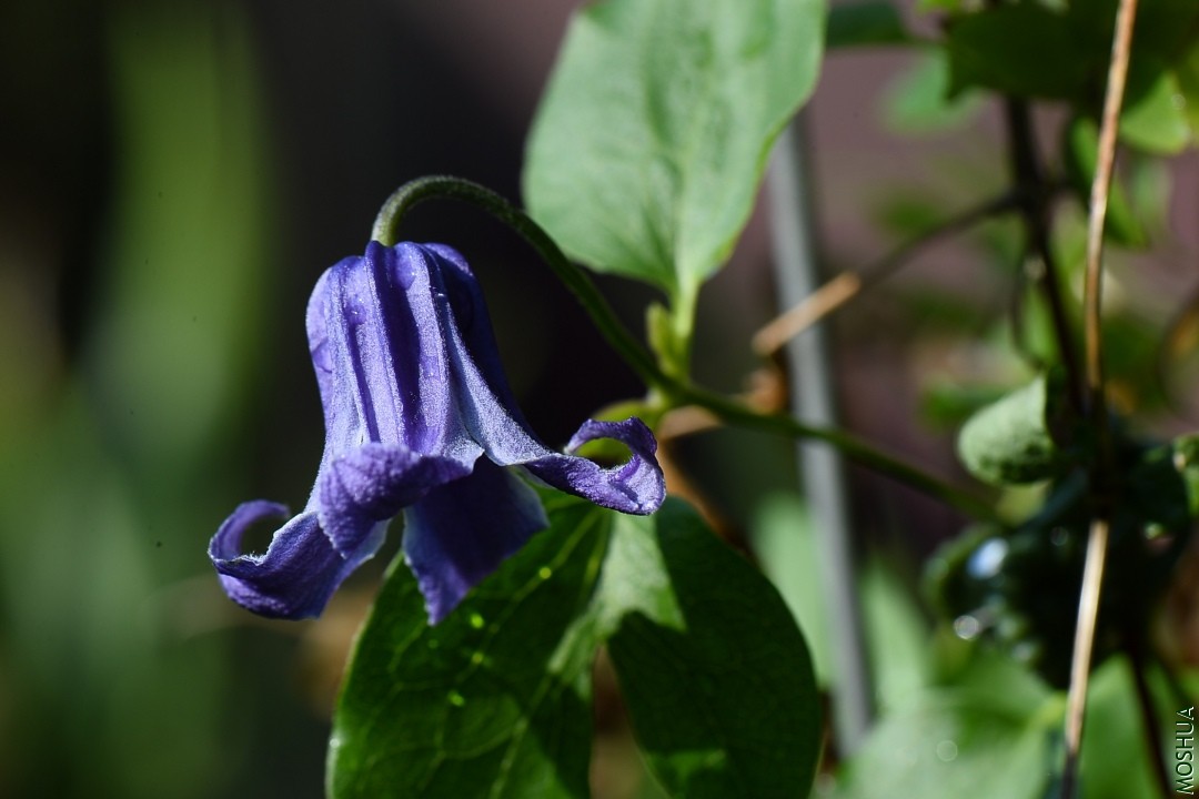 DSC_4023.JPG