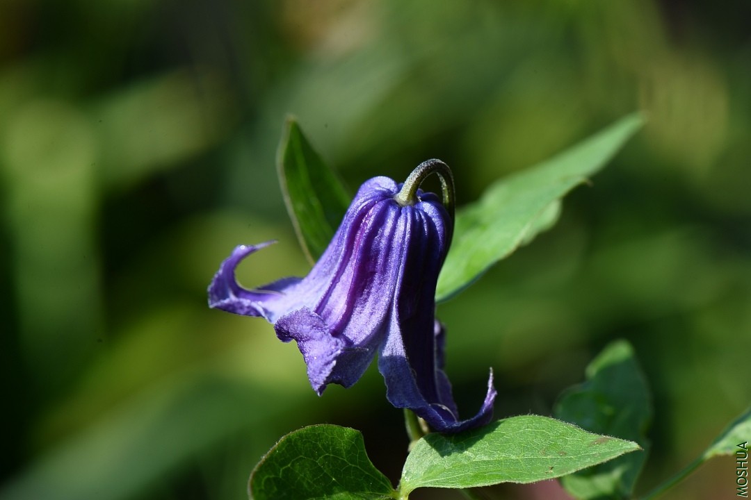 DSC_4030.JPG