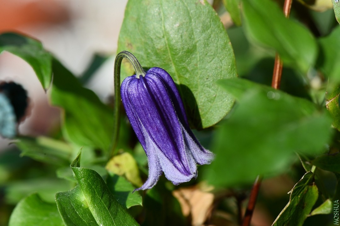 DSC_4036.JPG