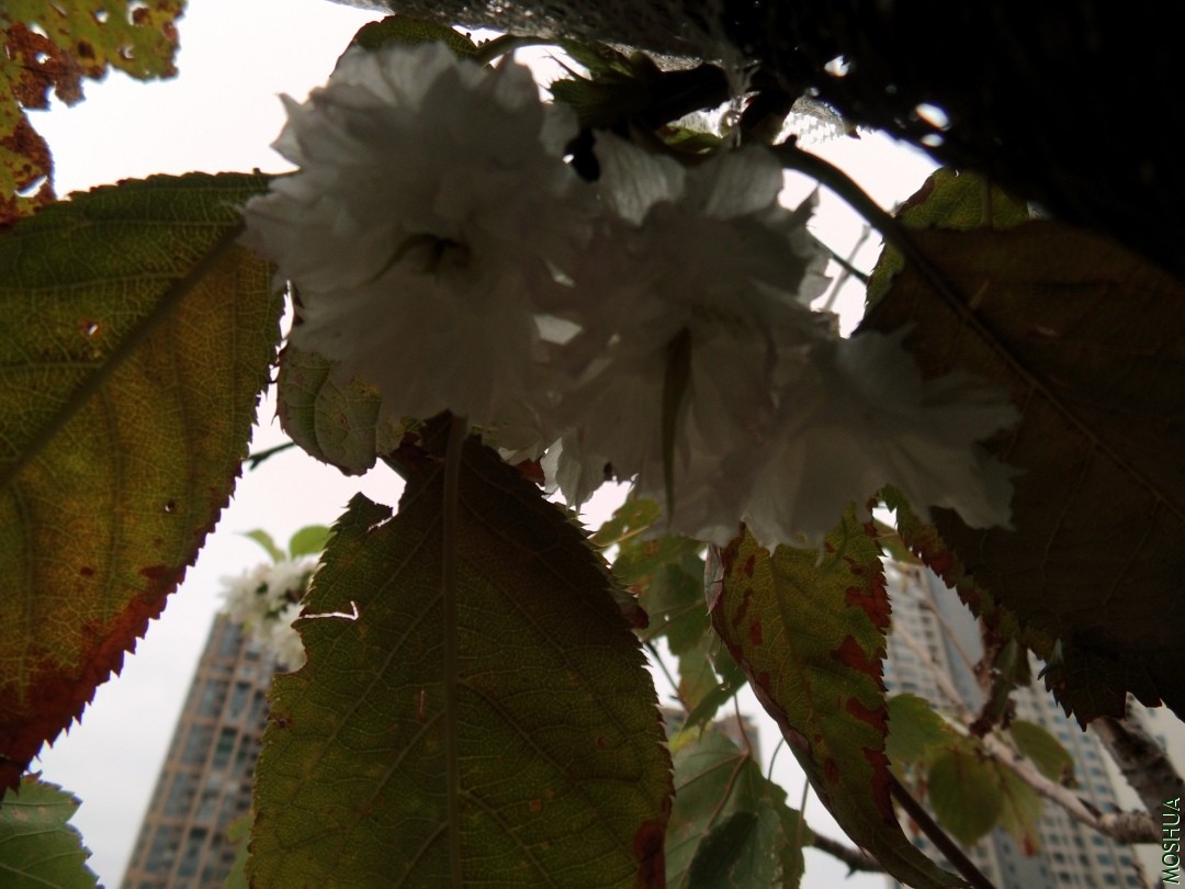 S0868133.JPG