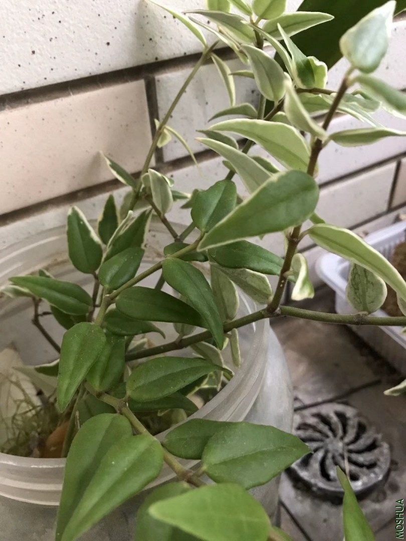 ΢��ͼƬ_20191027164033.jpg