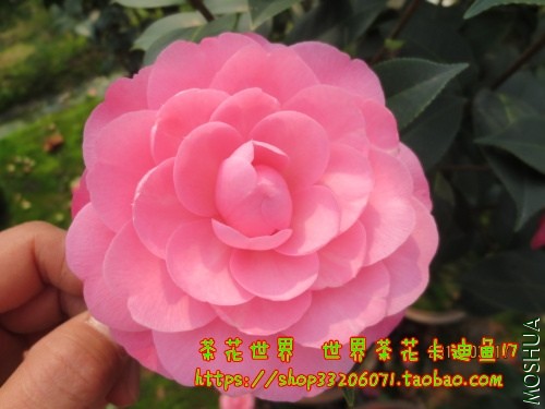 ���غ�˹02.jpg