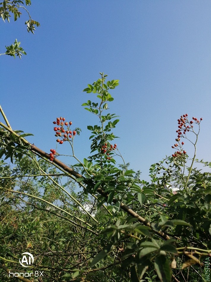 �Ѿ����˵��޴�Ǿޱ����