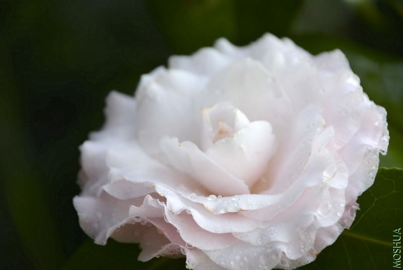 _DSC53050003.JPG
